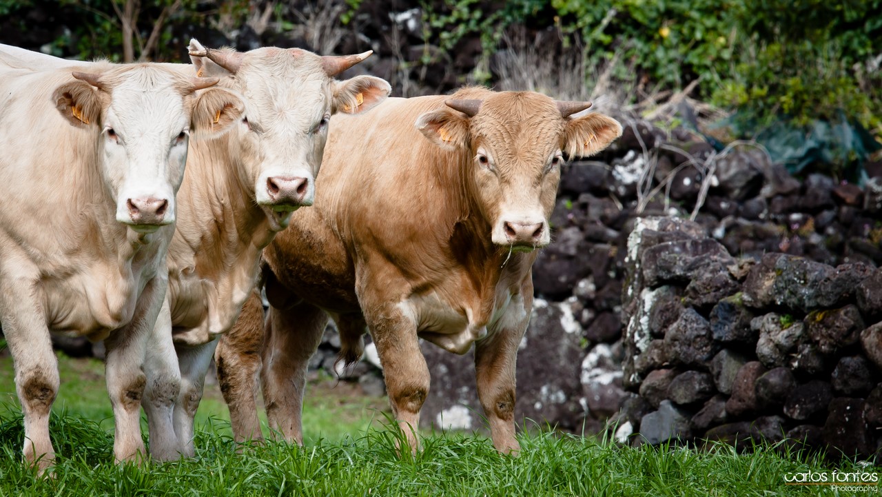 Group Barcelos - Quinta dos Açores cows, Terceira Island, Azores